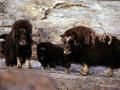 &nbsp;

Fot. 10. Wół
piżmowy, autor: Hannes Grobe), AWI, źródło:
http://commons.wikimedia.org/wiki/File:Greenland-musk-ox_hg.jpg, dostęp 29.11.2013 r.

